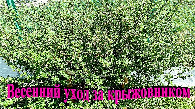 "Весенний уход за крыжовником."#сад#огород#дача