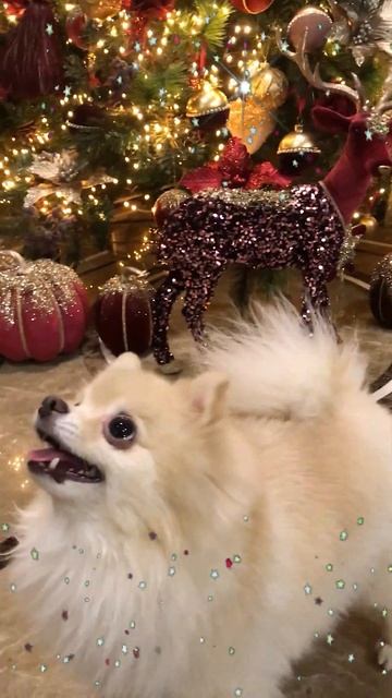 Боня всех поздравляет!🥰Bonya congratulates everyone!🥰 Funny animals. Померанский шпиц.