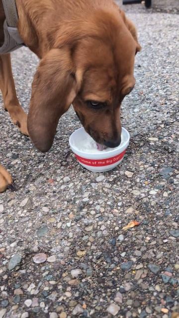 It's pupper cone season