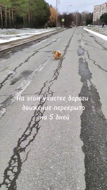 Спасение собаки или Реальная история #шпиц #собака #лежанка