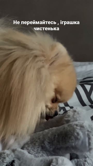 #шпиц #шпицуля #шпицы #шпицмишка #puppy #померанскийшпиц