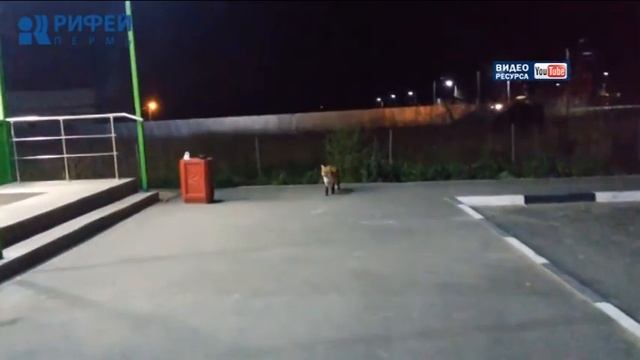 Звери на дороге