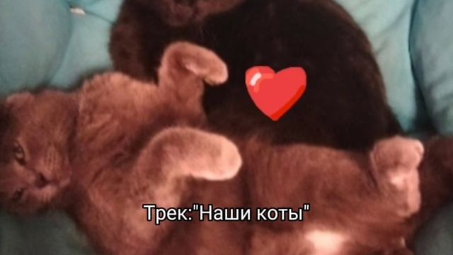 Трек: наши коты