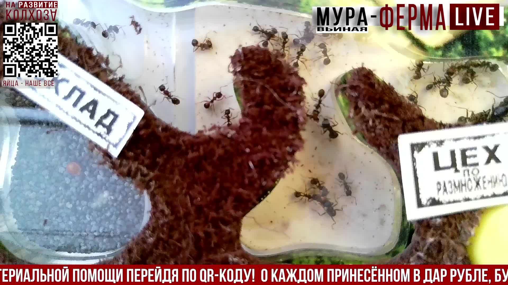 МУРА-ферма LIVE.Бункер 42.Муравьиная ферма!Муравьи Жнецы.+радио "Мураши LIVE".