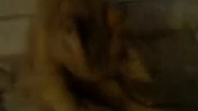 Кот сосун