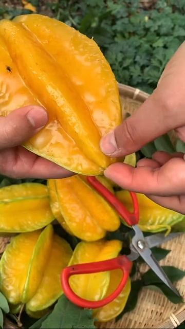 919 13843 Fruits  #foryou #fruit #carambola