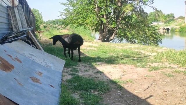 700 $ Гиссар кошкар Элита айна куйрык адрес:Ташкент ☎️ 946687779
