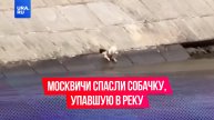 Неравнодушные москвичи сплотились, чтобы спасти маленькую собачку, упавшую в реку