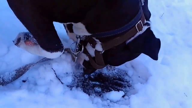 Прогулка Джуно по весеннему снежку (Walking a dog in the spring snow)