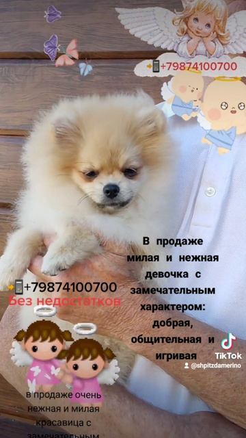щенки шпица 📲+79874100700