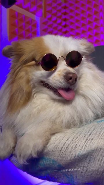 БАКСИ СМЕНИЛА ИМИДЖ 😎 как вам? #собака #шпиц #собаки #шпицы