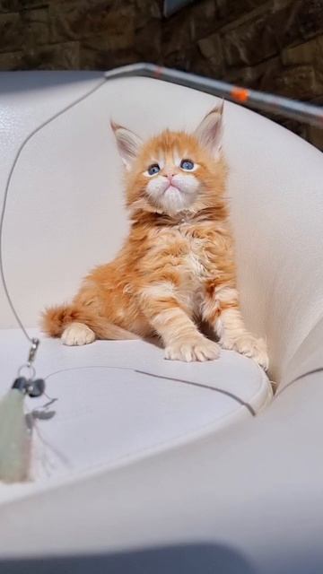 Sultan Mos Lakshestar котенок мейн кун 1 месяц 5 дней.