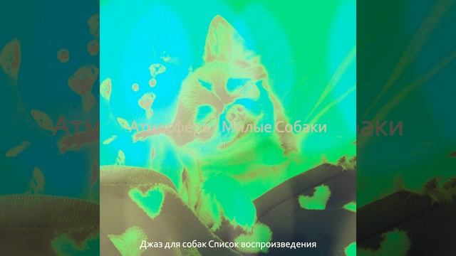 Моменты (Собаки)