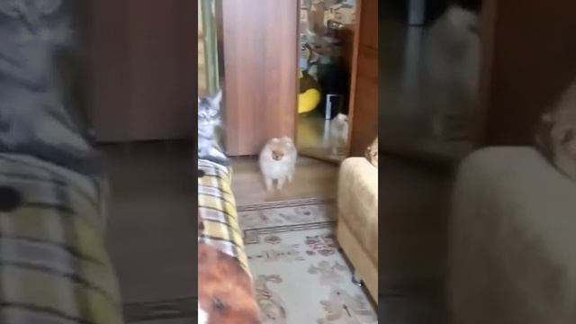 Шпиц Перчик смотрит на себя в зеркале