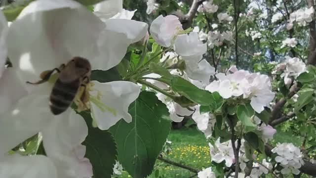 ЛЕТНЯЯ НОЧЬ И СОЛОВЬИ