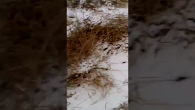 коровы захватывают наш двор....))))