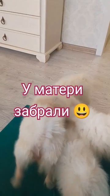 Дети своих родителей, а щенки своих собаки😃 играются как Белла❤ #шпиц, #видеоссобаками,#краснодар
