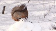 Woodpecker and common squirrel on a snow-covered stump. Дятел и обыкновенная белка на снежном пне.