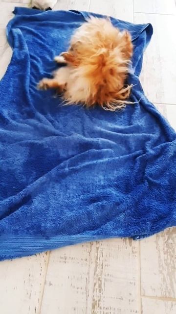 мытье шпица #померанскийщпиц #собака #померанцы #шпиц #pomeranian #pets #животные #пёс #собаки