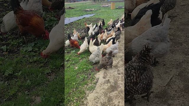 Пока Лапа и Фокс ловят мышек, я выпускаю курочек на свободный выгул☝