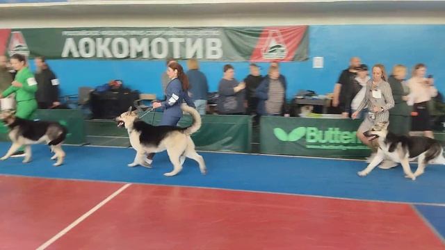Сравнение на ЛПП. МОНО ВЕО КЧК. 14.04.24. Нижний Новгород