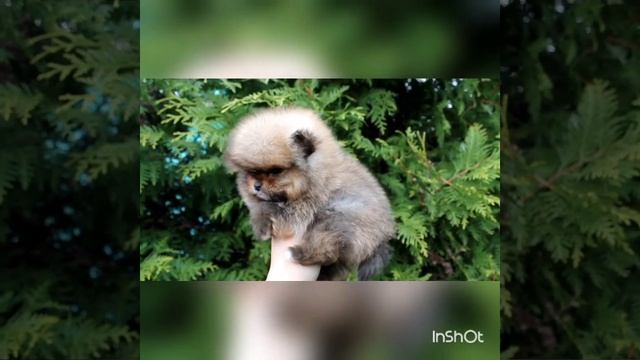 Супер микро девочка Померанского шпица
