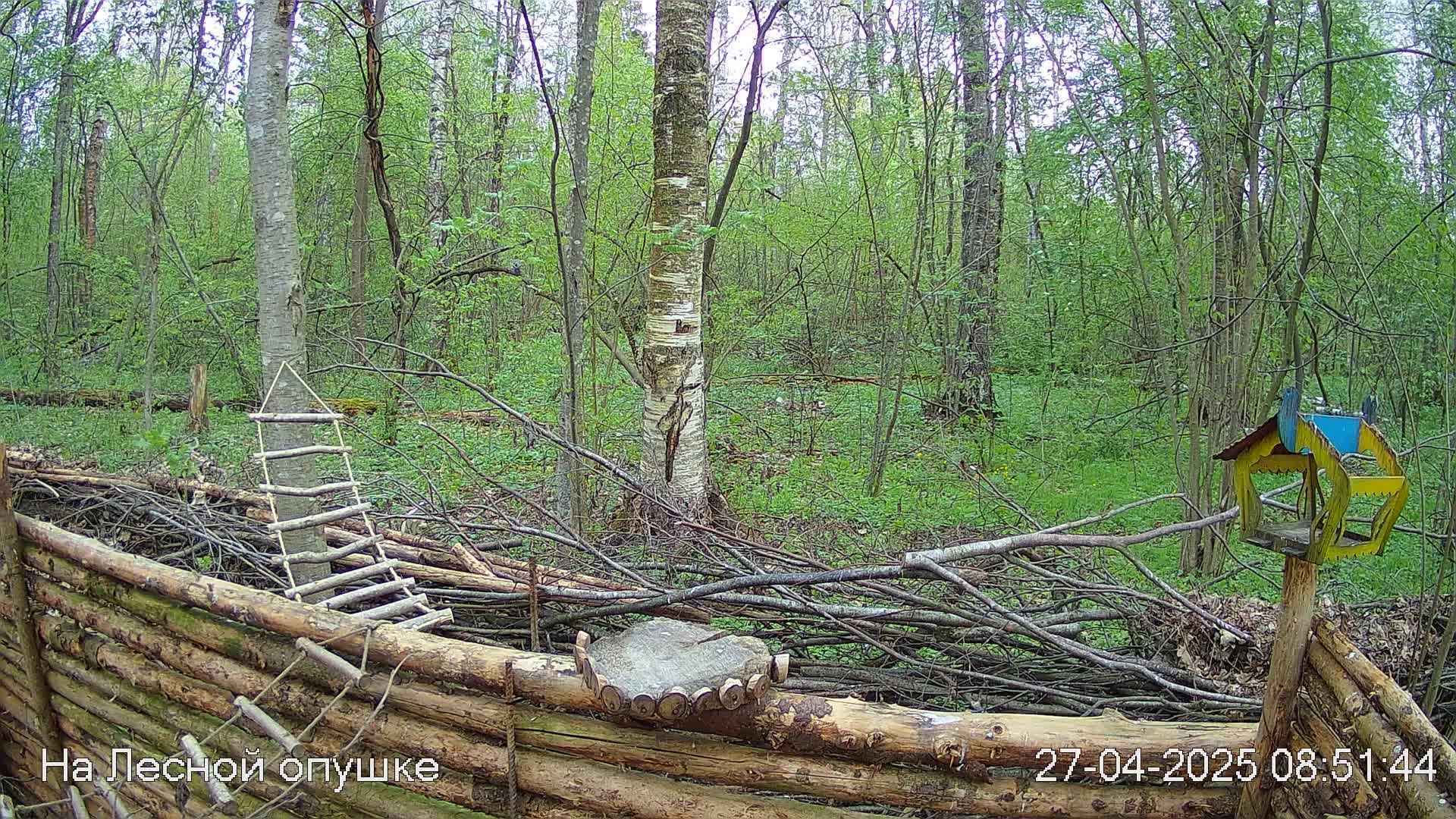 Весений лес онлайн   #Relaxing #природа #звуки леса #птицы  #погода