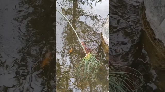 В японском саду есть где провести фотосессию.