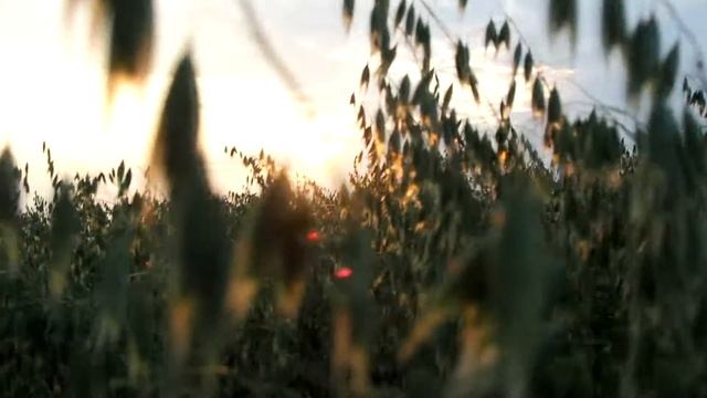 Видео-портрет София