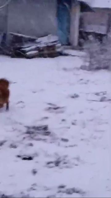 любимая игра в снежки