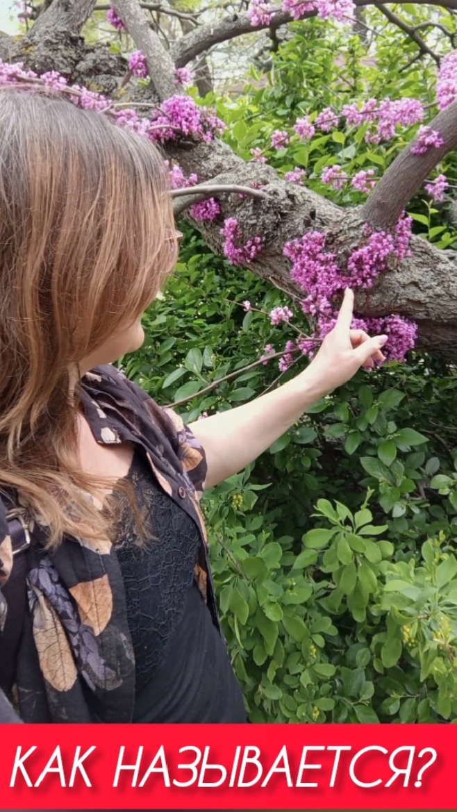 Волгоград. Розовые деревья рядом с сакурами.