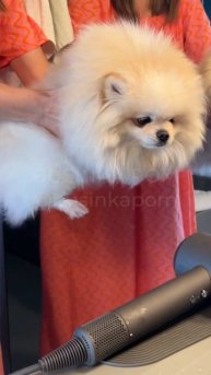 Буся #шпиц сушит лапы #cute #cuteanimal #pomeranian #cutedog #собака #cutepomeranian #pets #dog