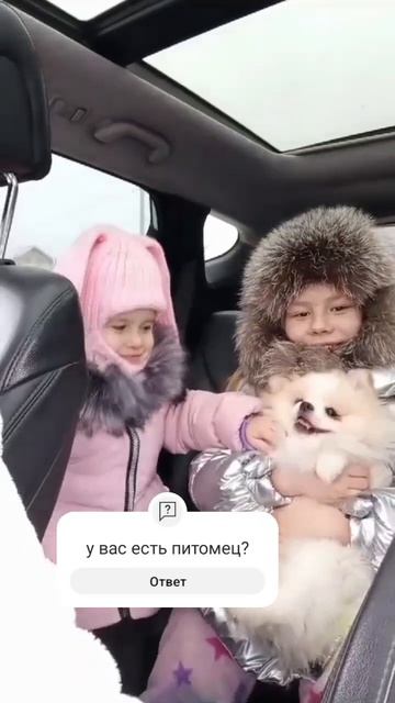 шпиц на прогулке
