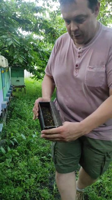 Шок. Маковая пыльца черного цвета #пчеловодство #бджоли #пасека #bee