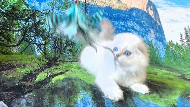 VID_20250419_162812.mp4