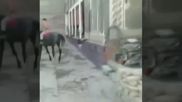 Арабский лошадь😊