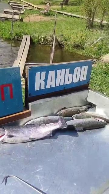 Славян пролетел.