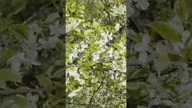 Дикие Странники: Приключения животных в неизведанных мирах