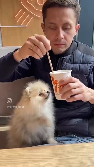 Микояныч #шпиц #шпицуля #шпиц_померанский