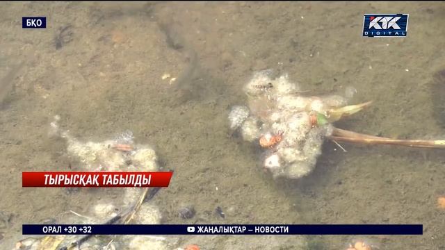 БҚО-да тырысқақ ауруы таралып жатыр