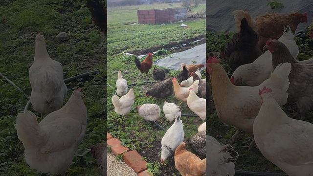 Курочки 🐔 выходят на прогулку