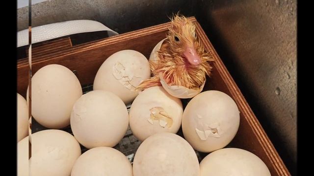 Рождение новой жизни