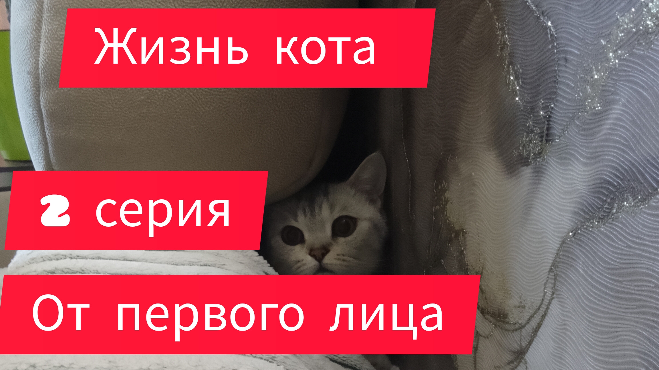 Жизнь кота от первого лица: новые куры, 2 серия