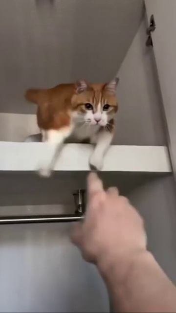 Кошачий позитив 😁😄
