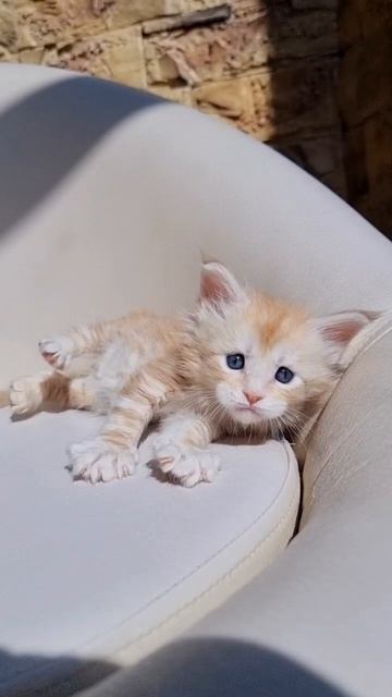 Saimon Mos Lakshestar котенок мейн кун 1 месяц и 5 дней.