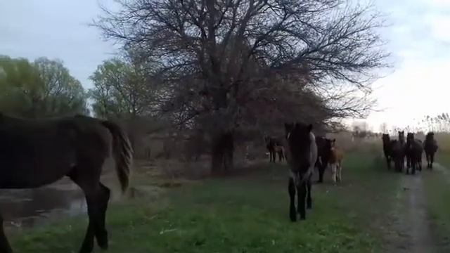 Лошади . Половодье