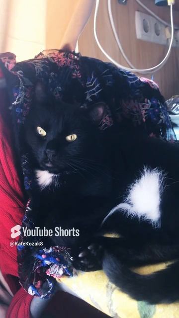💐Микада 🌷#shotsvideo #cats #котывидео #пушистики