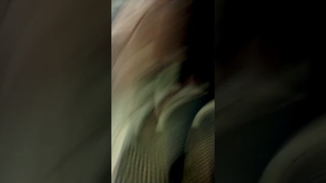 Купили два шара лол