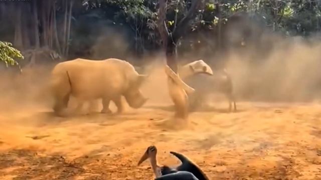 Глаза не Верят, но Эти Случаи с Животными Сняли на Камеру