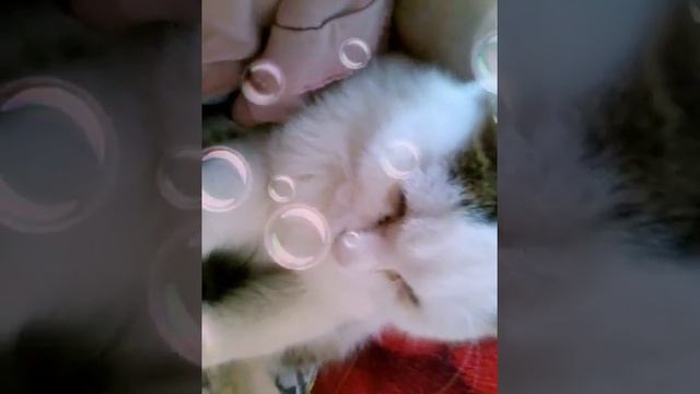 СНЕЖКА и МОНЯ 😻